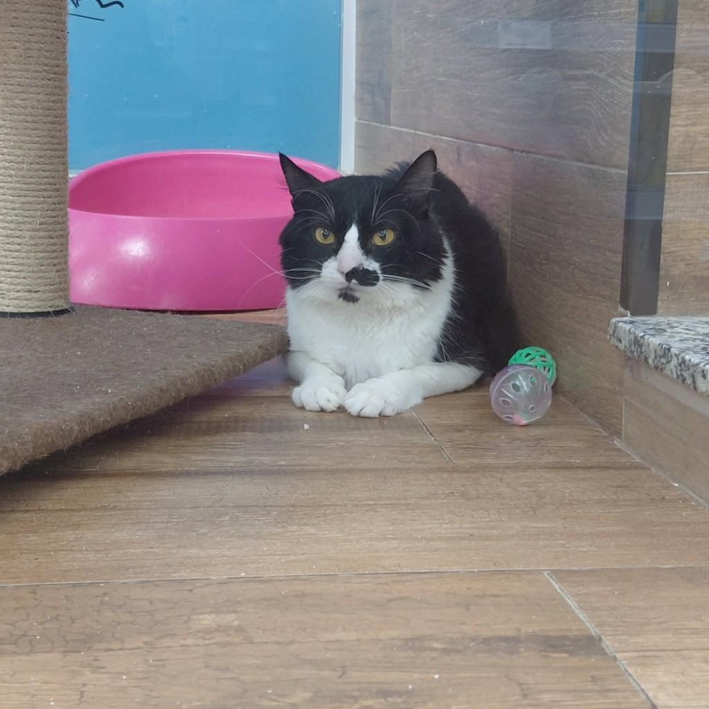 Lucas, gato de porte médio para adoção em São Luís - MA — foto 4 de 5