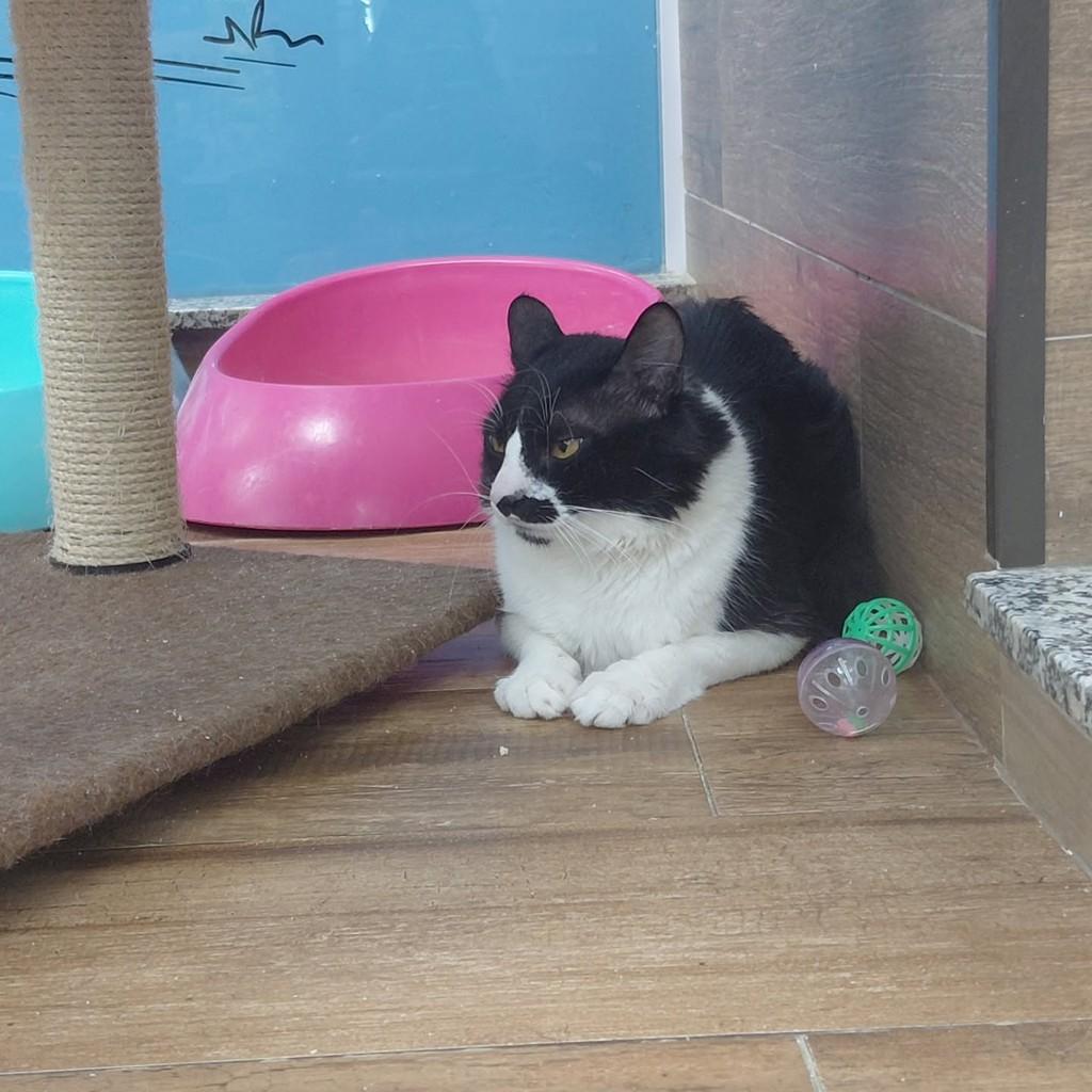 Lucas, gato de porte médio para adoção em São Luís - MA — foto 5 de 5
