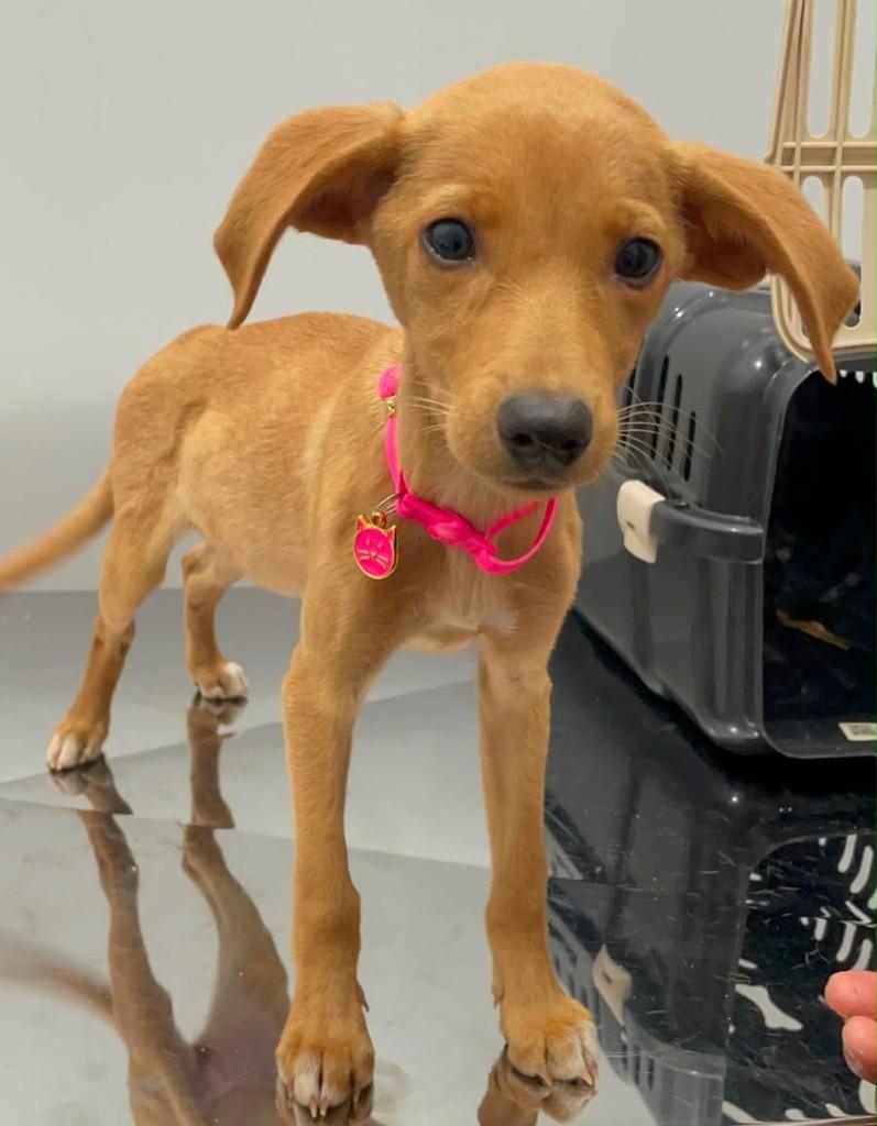 Malu, cachorro de porte pequeno para adoção em Guapiaçu - SP