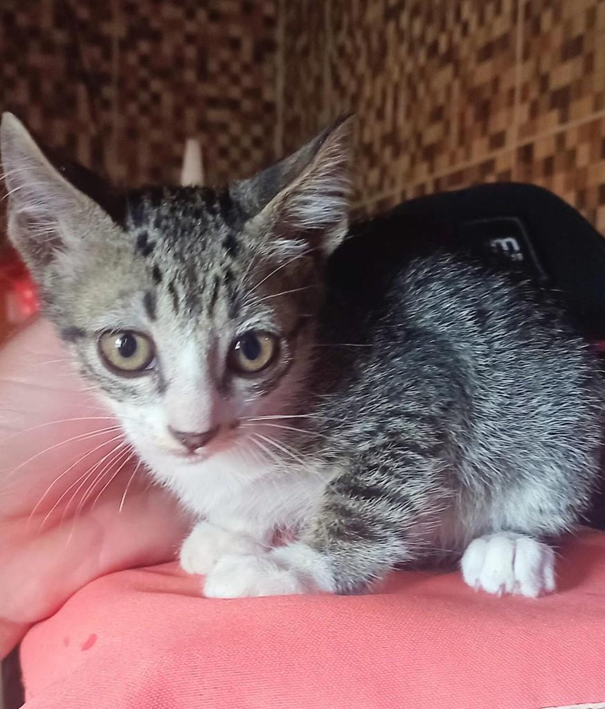 Princesinha, gata de porte médio para adoção em Pocinhos - PB