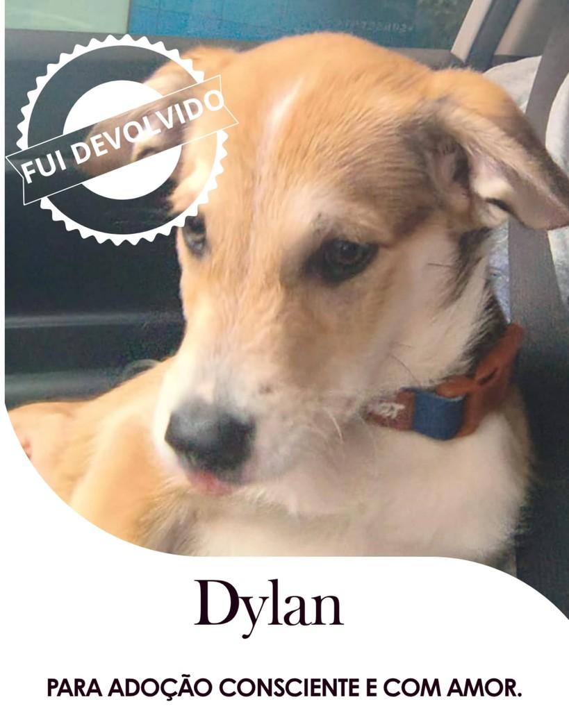 Dylan, cachorro de porte pequeno para adoção em São Paulo - SP