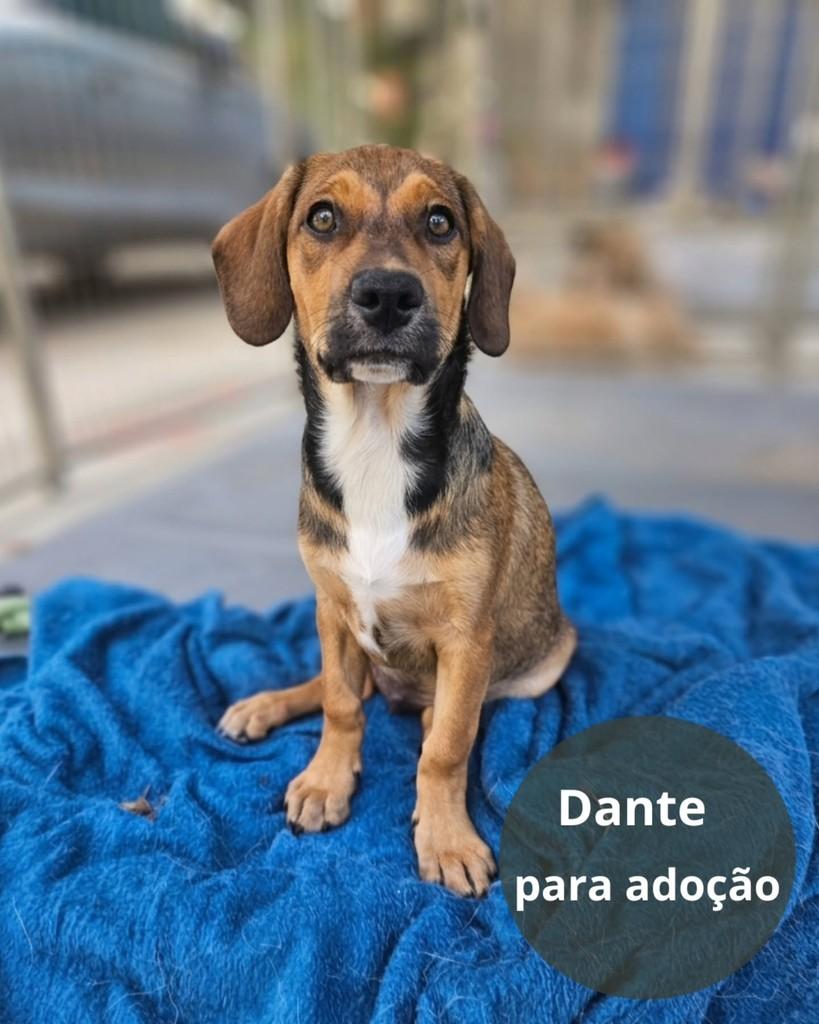 Dante, cachorro de porte pequeno para adoção em São Paulo - SP