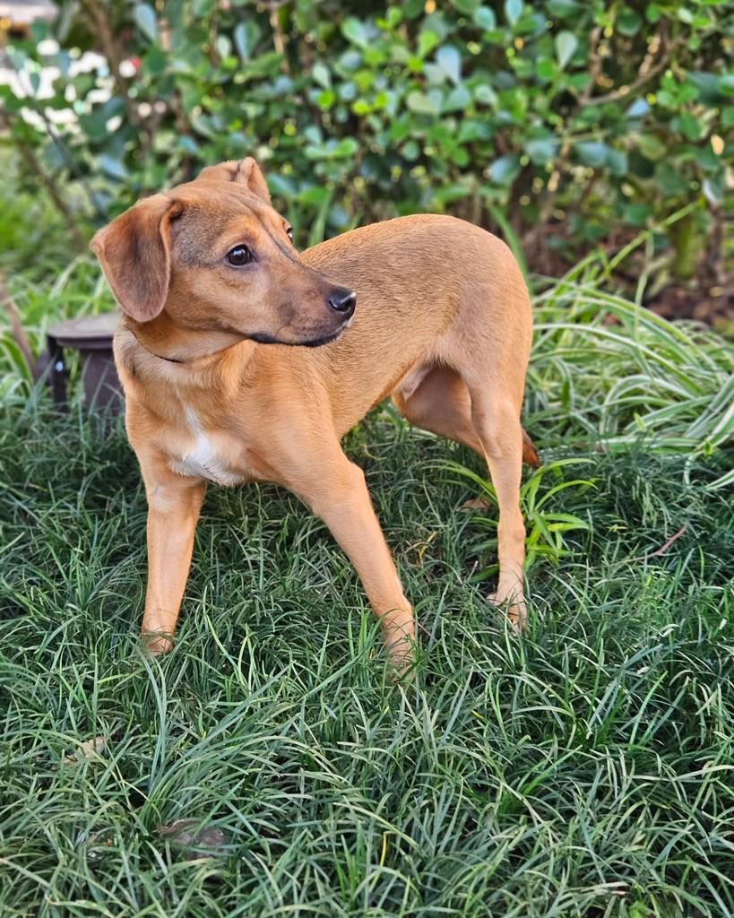 Dudu, cachorro de porte pequeno para adoção em São Paulo - SP