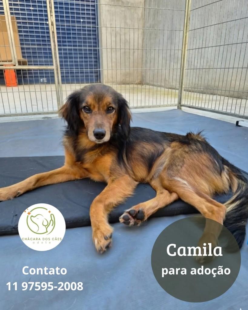 Camila, cachorro de porte pequeno para adoção em São Paulo - SP