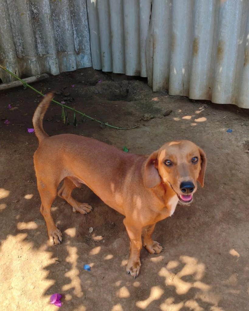 Jaime, cachorro de porte pequeno para adoção em São Paulo - SP