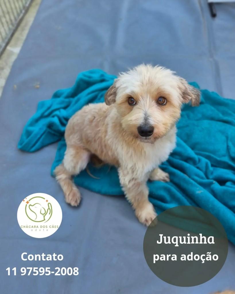 Juquinha, cachorro de porte pequeno para adoção em São Paulo - SP
