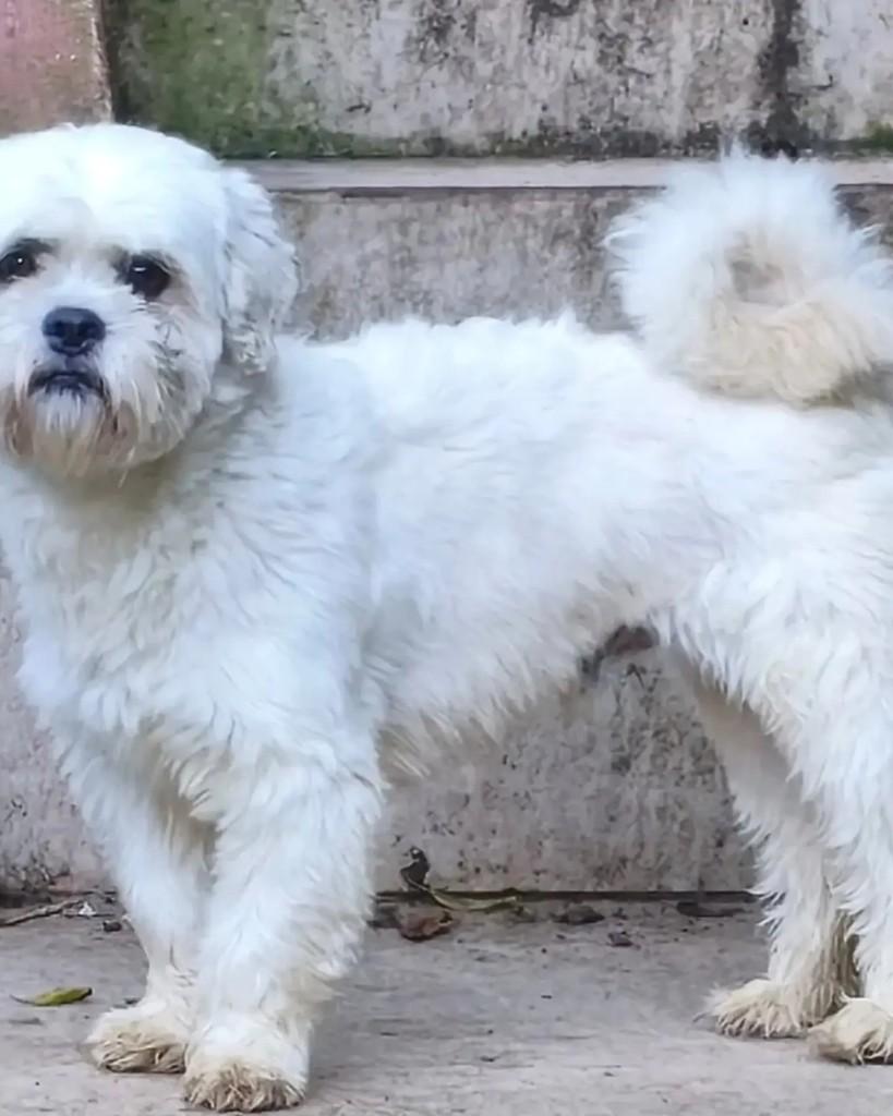 Bethoven, cachorro de porte pequeno para adoção em São Paulo - SP