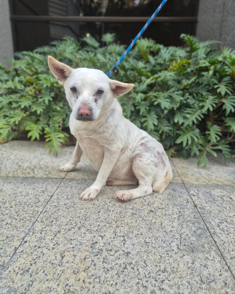 Paçoca, cadela de porte pequeno para adoção em São Paulo - SP