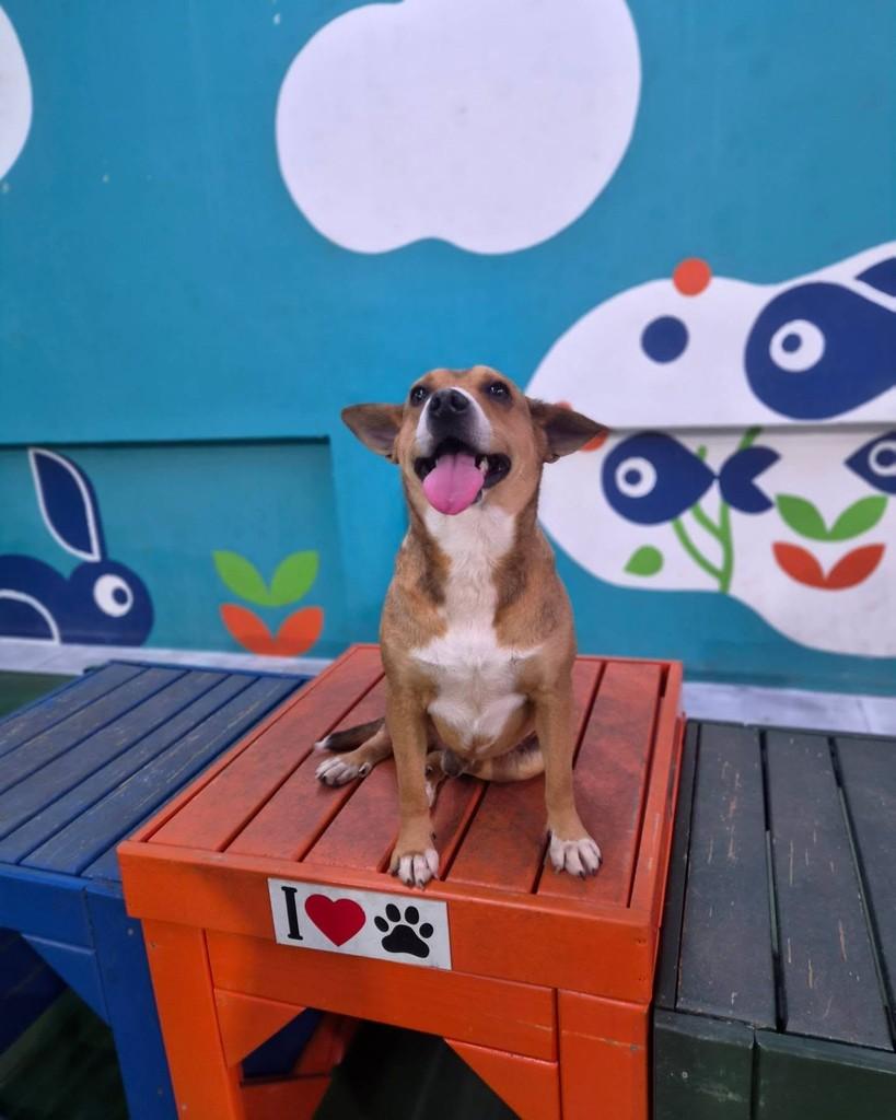 Alfredo, cachorro de porte pequeno para adoção em São Paulo - SP