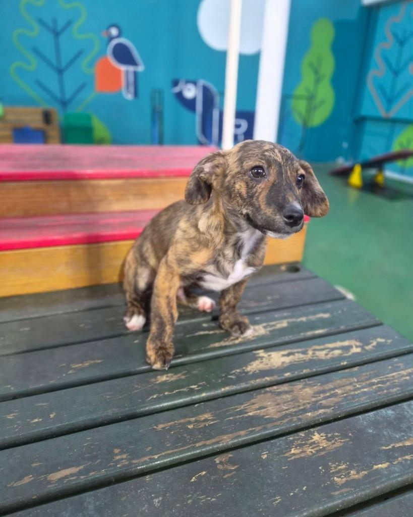 Bob, cachorro de porte pequeno para adoção em São Paulo - SP