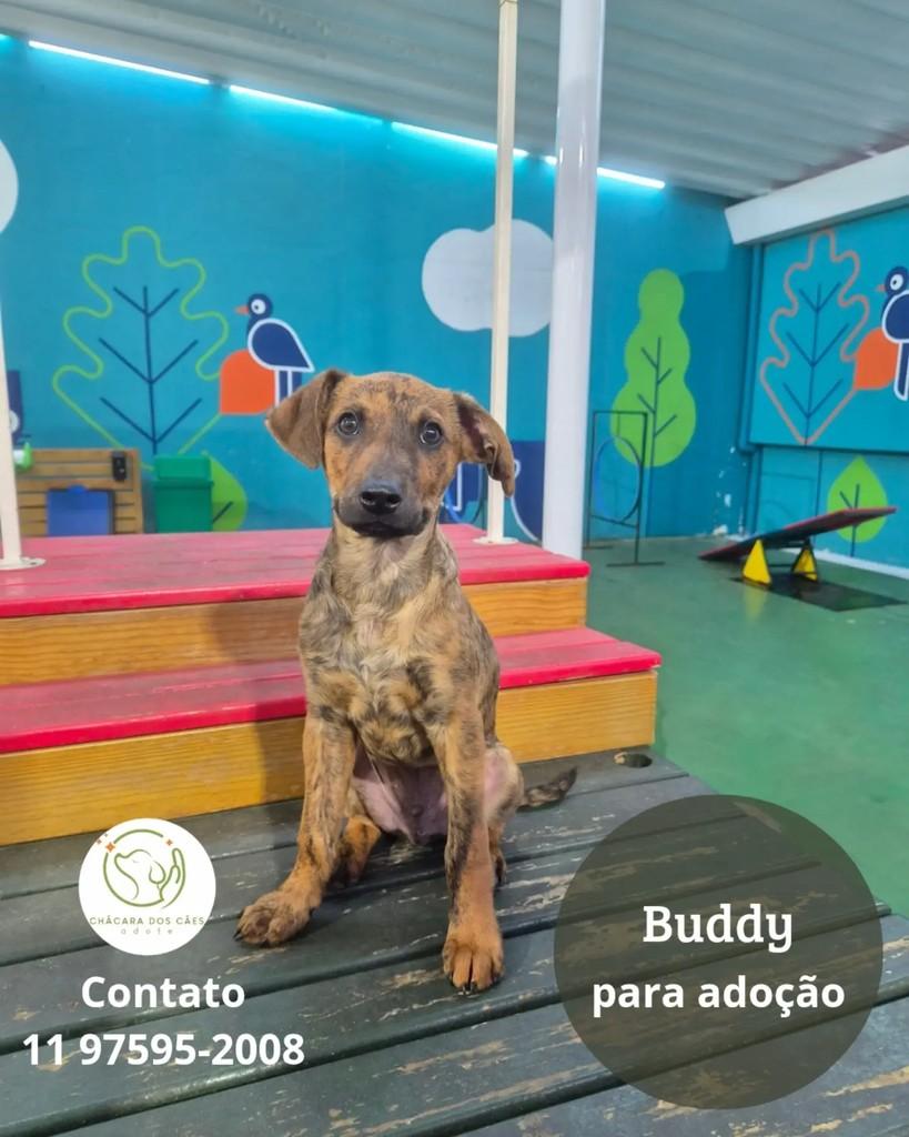 Buddy, cachorro de porte pequeno para adoção em São Paulo - SP