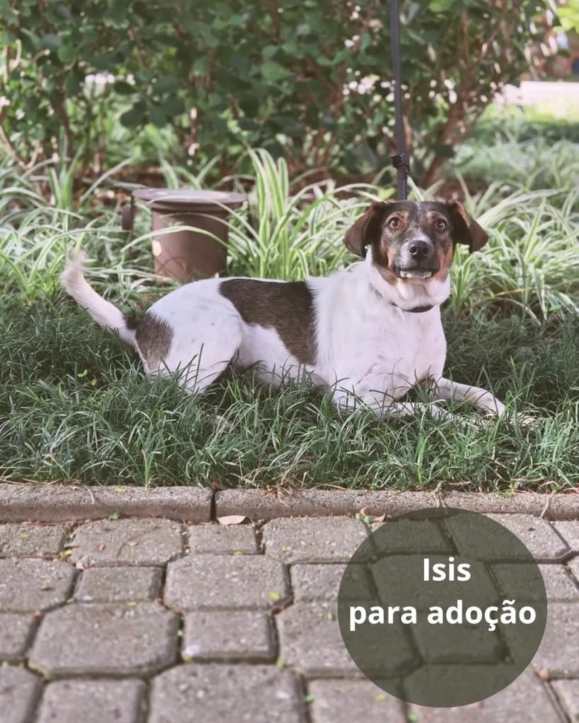 Isis, cachorro de porte pequeno para adoção em São Paulo - SP