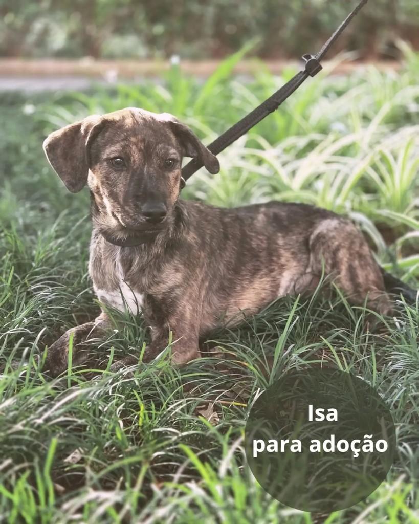 Isa, cadela de porte pequeno para adoção em São Paulo - SP