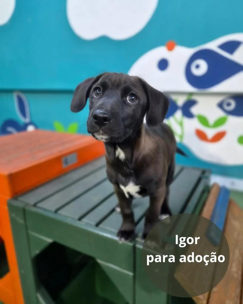 Igor, cachorro de porte pequeno para adoção em São Paulo - SP