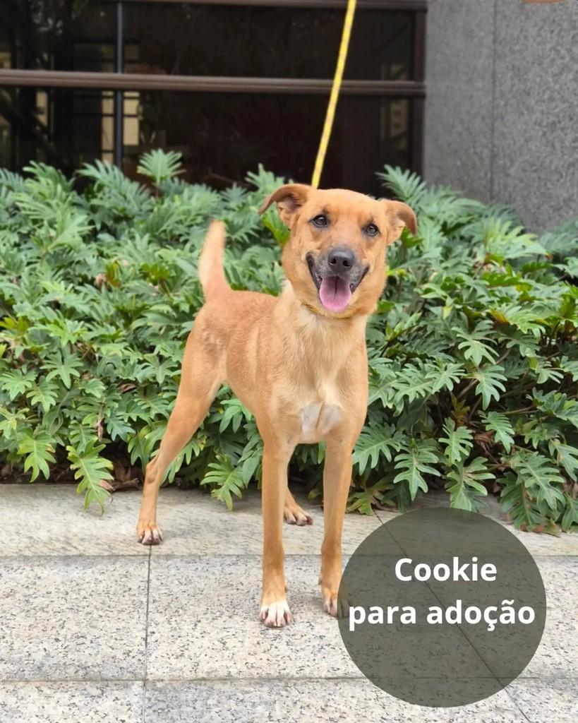 Cookie, cachorro de porte médio para adoção em São Paulo - SP