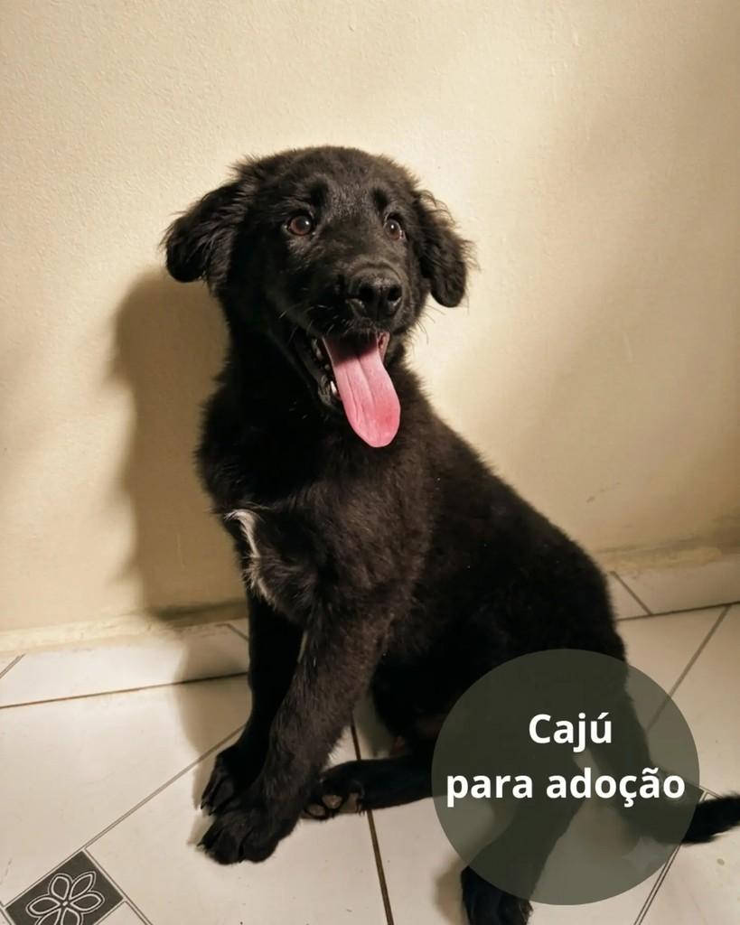 Cajú, cachorro de porte pequeno para adoção em São Paulo - SP