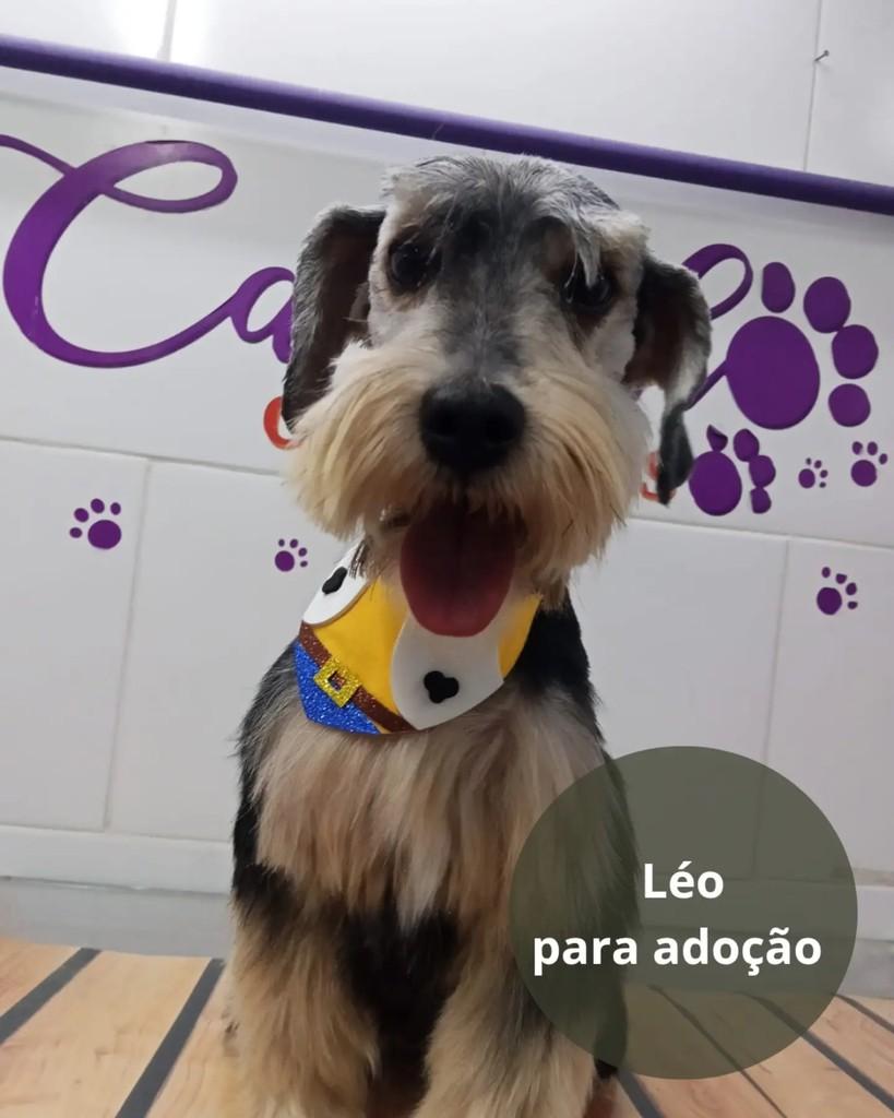 Léo, cachorro de porte pequeno para adoção em São Paulo - SP