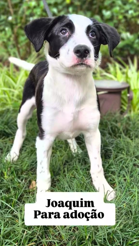 Joaquim, cachorro de porte pequeno para adoção em São Paulo - SP