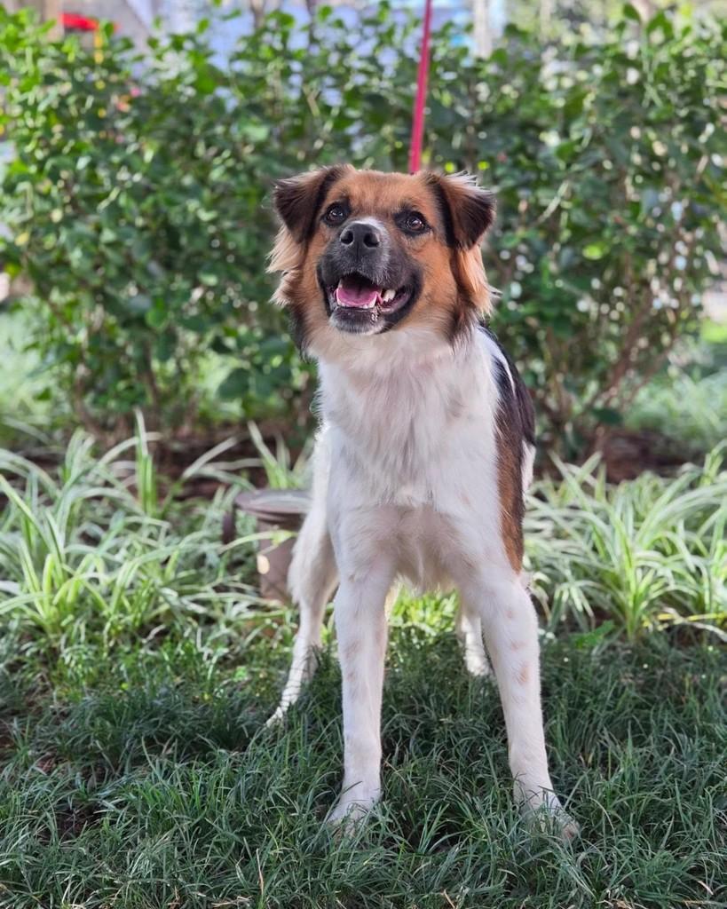 Manchinha, cachorro de porte médio para adoção em São Paulo - SP