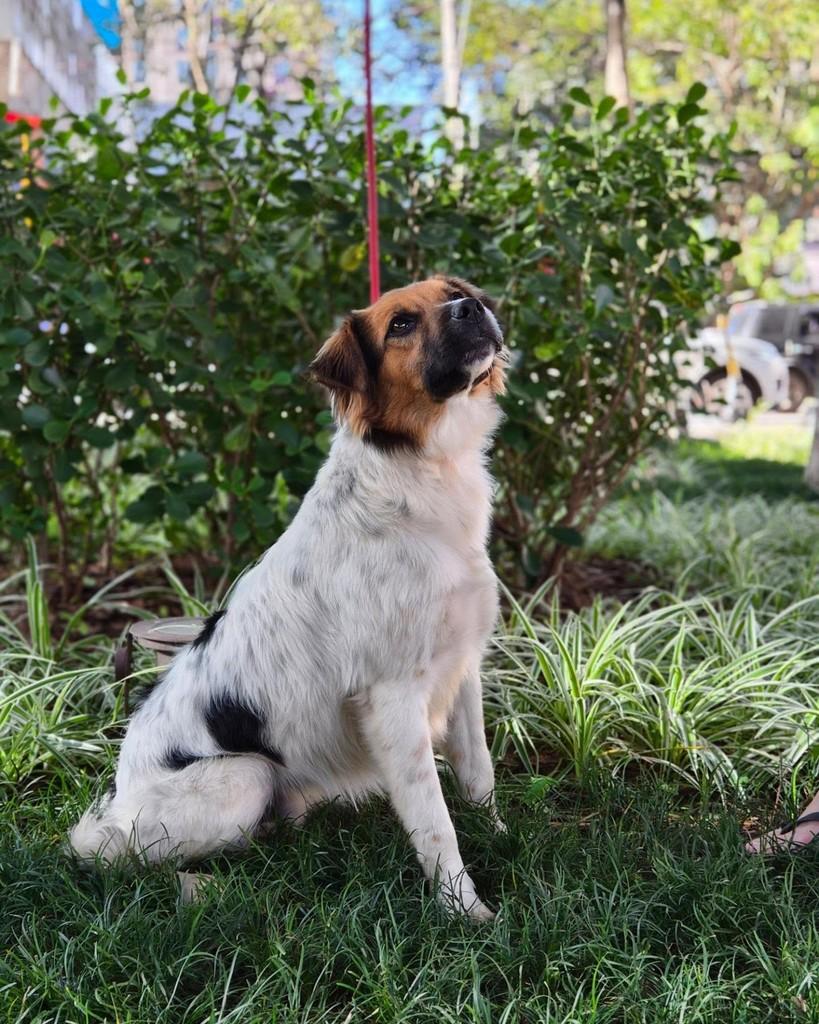 Manchinha, cachorro de porte médio para adoção em São Paulo - SP — foto 2 de 3