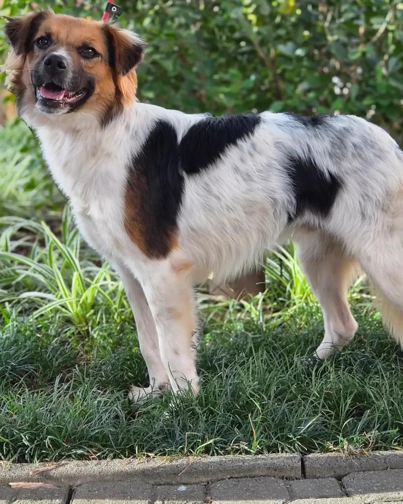 Manchinha, cachorro de porte médio para adoção em São Paulo - SP — foto 3 de 3
