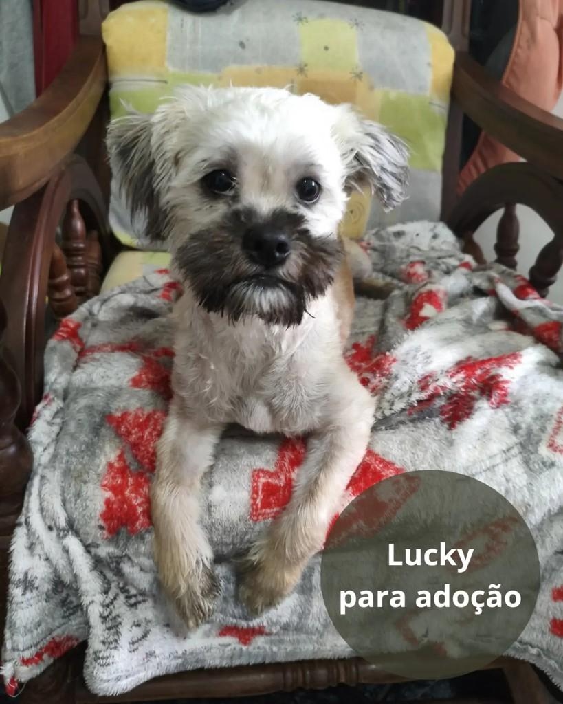 Lucky, cachorro de porte pequeno para adoção em São Paulo - SP
