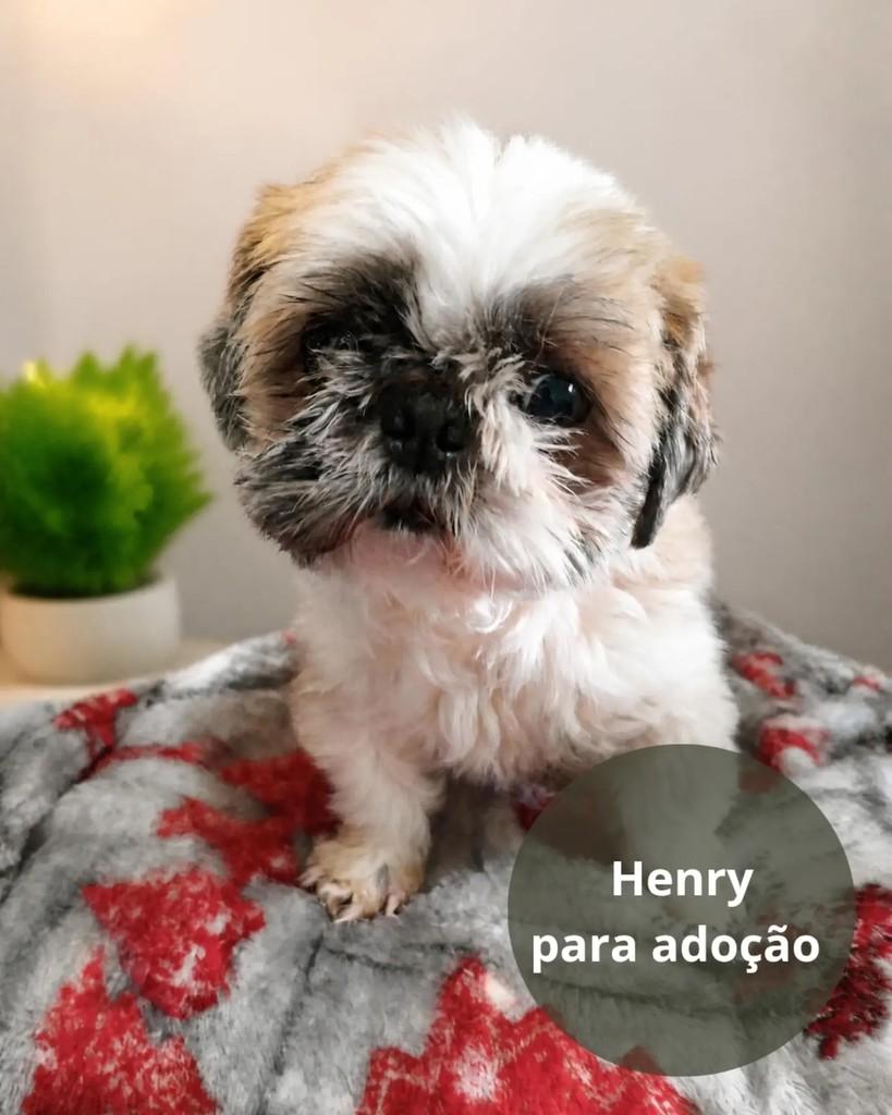Henry, cachorro de porte pequeno para adoção em São Paulo - SP