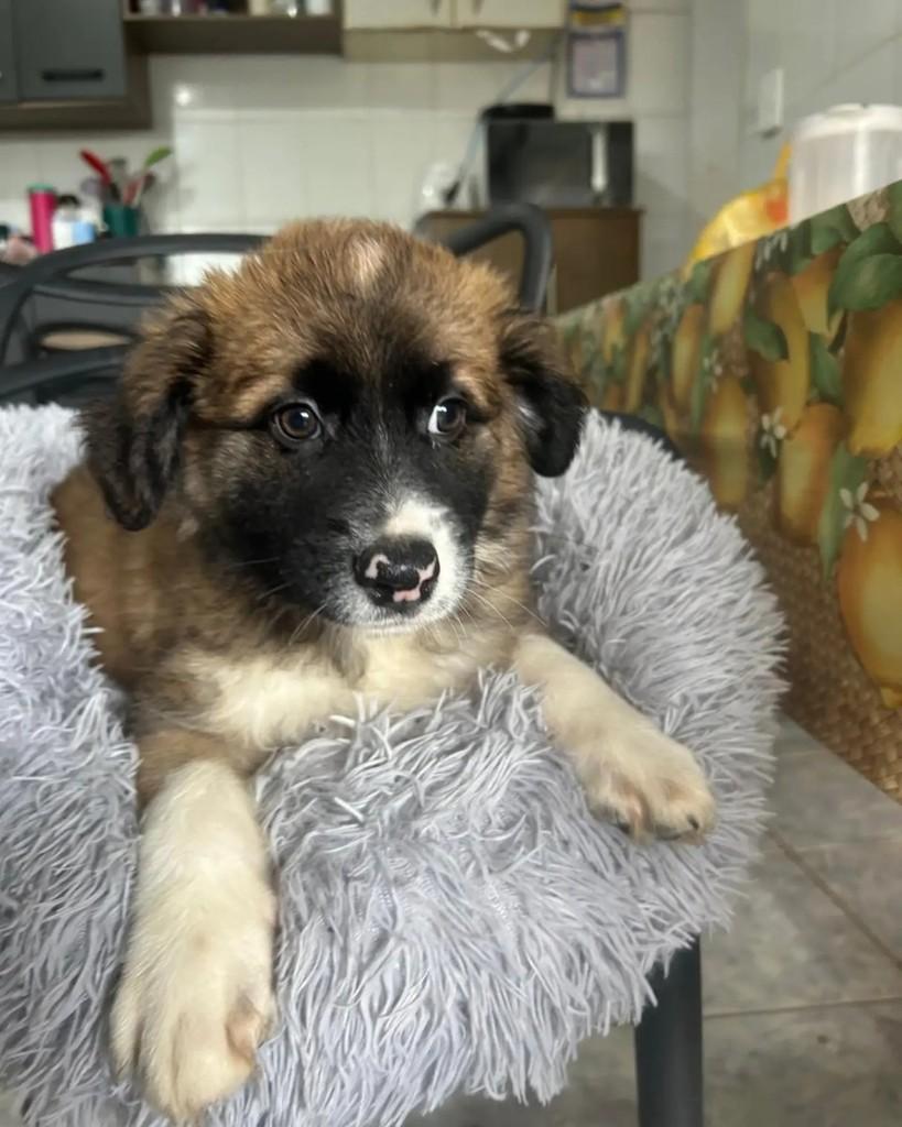 Luigi, cachorro de porte pequeno para adoção em São Paulo - SP