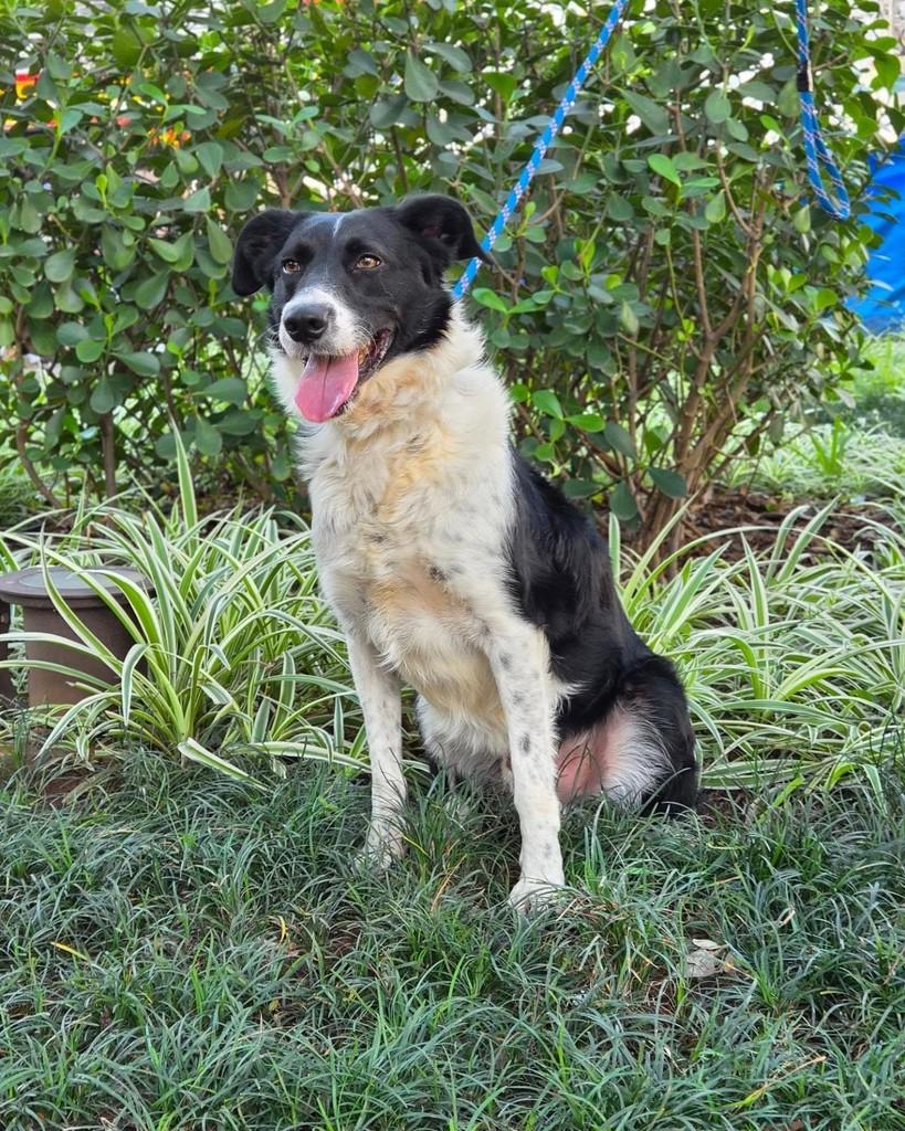 Bred, cachorro de porte médio para adoção em São Paulo - SP