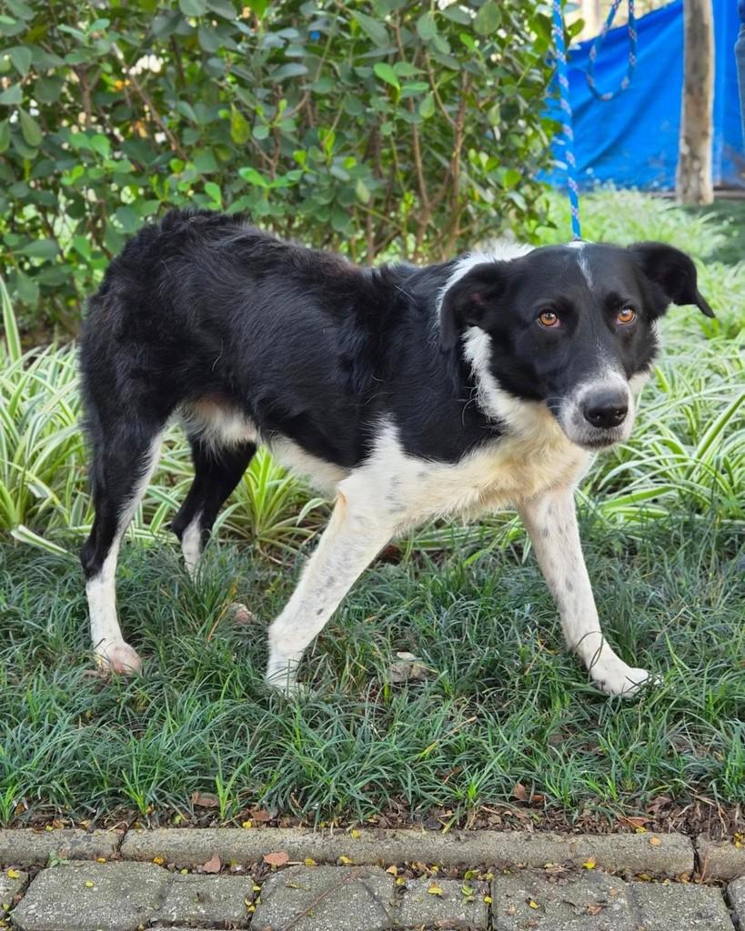 Bred, cachorro de porte médio para adoção em São Paulo - SP — foto 2 de 2
