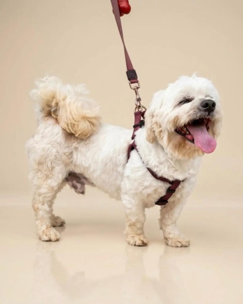 Marvin, cachorro de porte pequeno para adoção em São Paulo - SP
