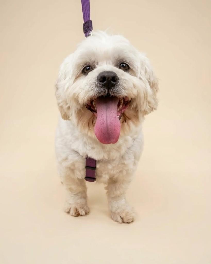 Marvin, cachorro de porte pequeno para adoção em São Paulo - SP — foto 2 de 2