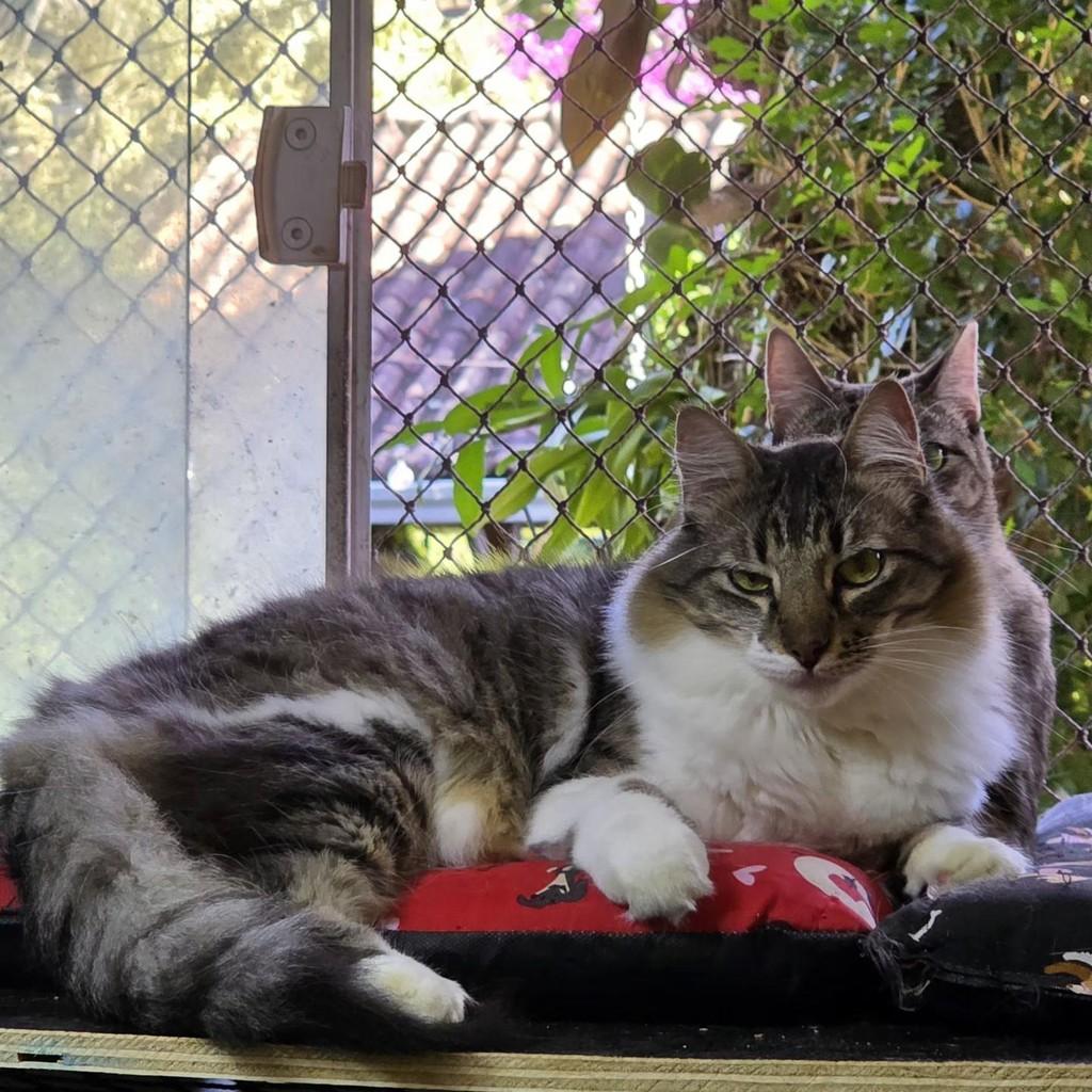 Ringo, gato de porte grande para adoção em Niterói - RJ