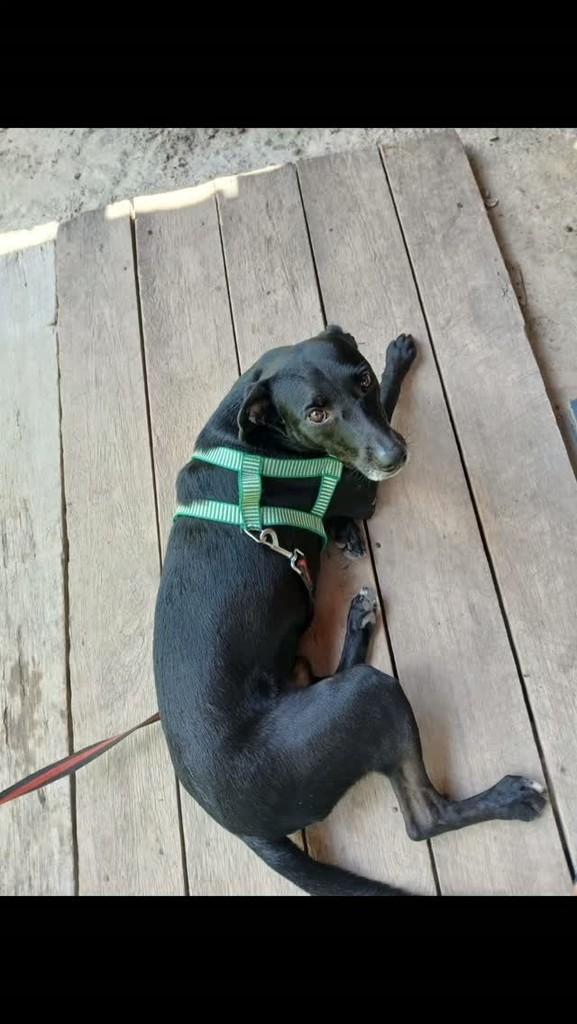 Rex, cachorro de porte médio para adoção em Ponta de Pedras - PA