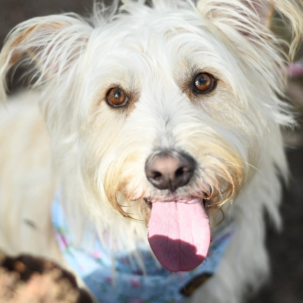 Carla, cachorro de porte médio para adoção em Santo André - SP