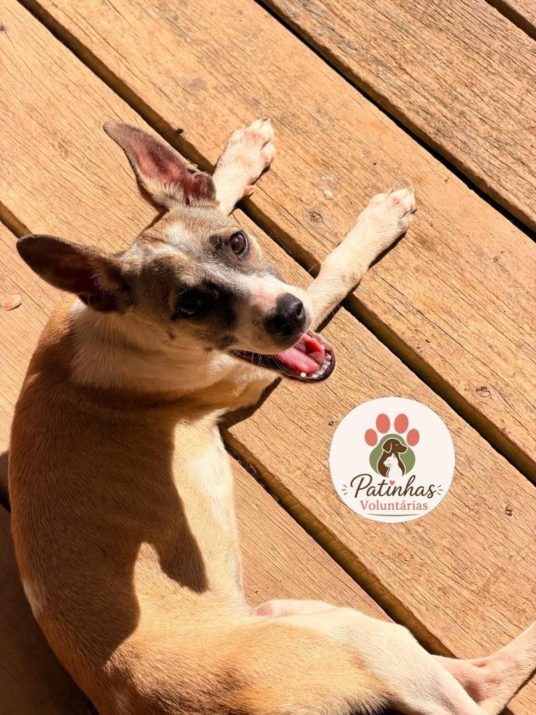 Fofinha, cadela de porte pequeno para adoção em Resende - RJ