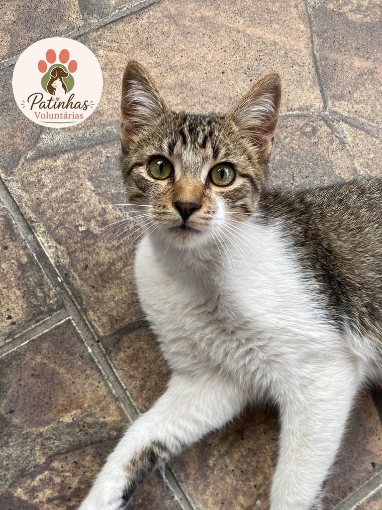 Frajola, gato de porte pequeno para adoção em Resende - RJ