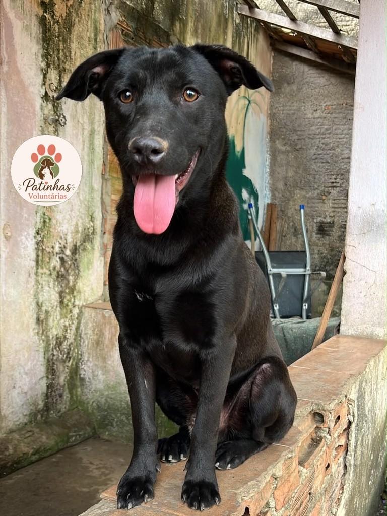 Simon, cachorro de porte médio para adoção em Resende - RJ