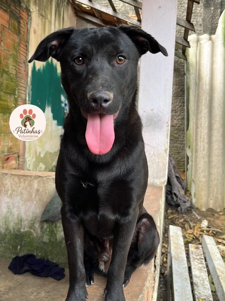 Simon, cachorro de porte médio para adoção em Resende - RJ — foto 2 de 3