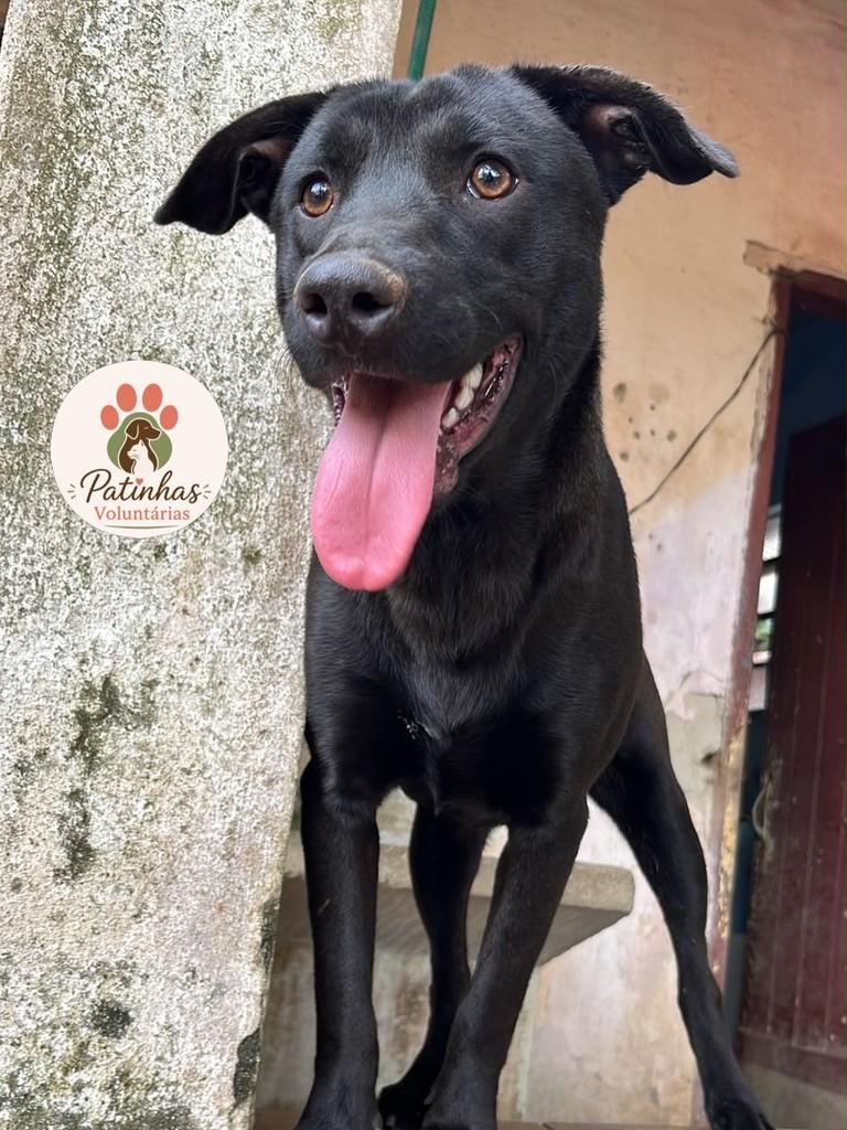 Simon, cachorro de porte médio para adoção em Resende - RJ — foto 3 de 3