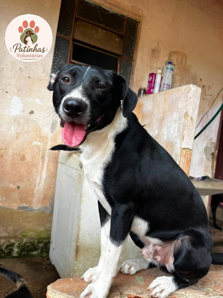 Fred, cachorro de porte médio para adoção em Resende - RJ