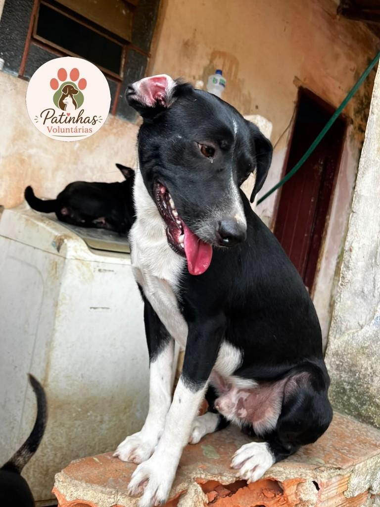 Fred, cachorro de porte médio para adoção em Resende - RJ — foto 2 de 2