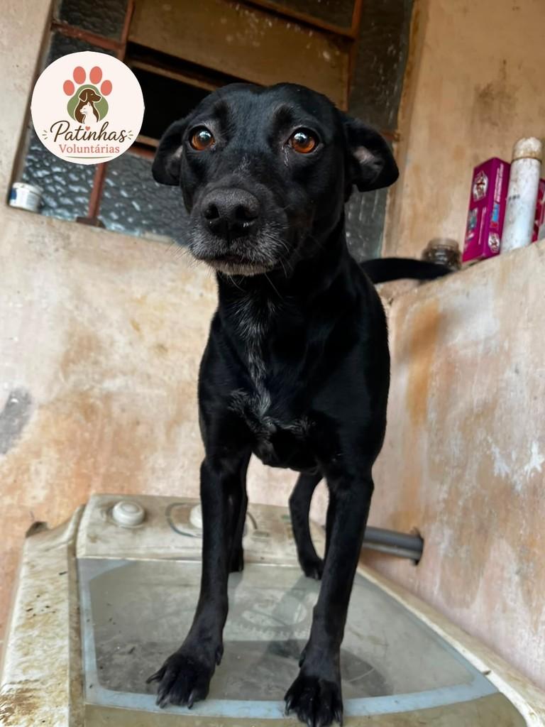 Meg, cachorro de porte médio para adoção em Resende - RJ