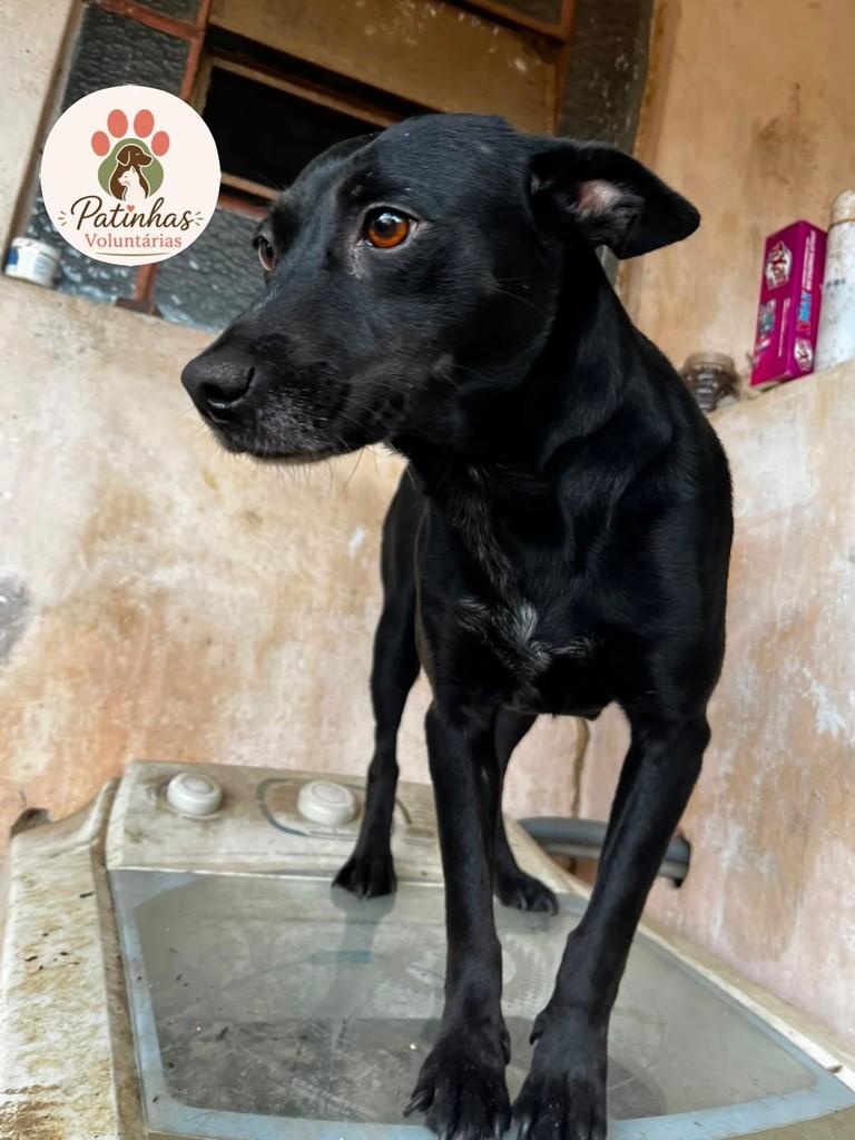 Meg, cachorro de porte médio para adoção em Resende - RJ — foto 2 de 3