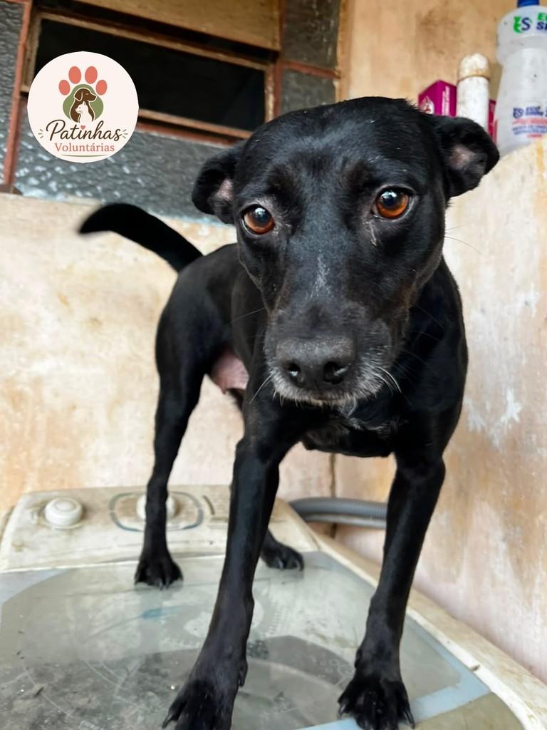 Meg, cachorro de porte médio para adoção em Resende - RJ — foto 3 de 3