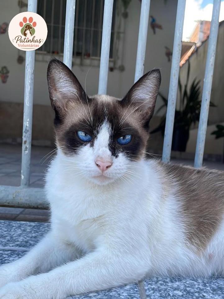 Agatha, gata de porte médio para adoção em Resende - RJ