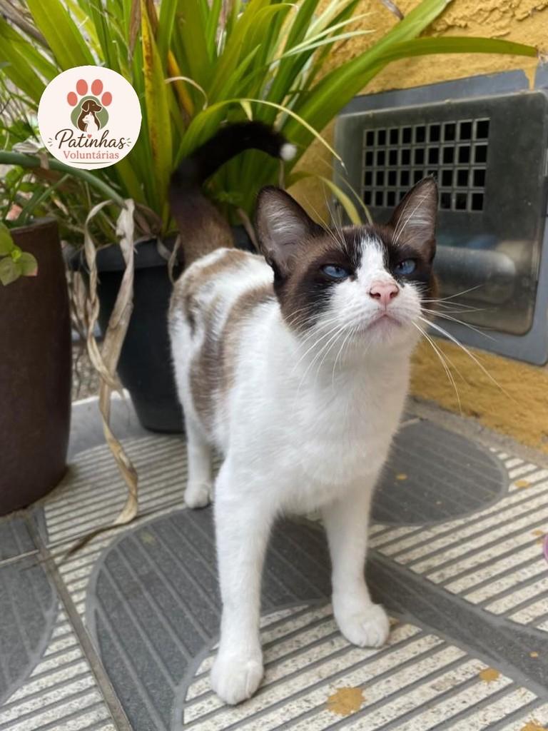 Agatha, gata de porte médio para adoção em Resende - RJ — foto 2 de 2