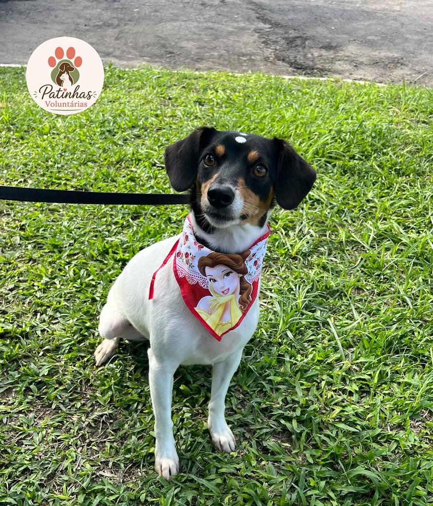 Milly, cadela de porte pequeno para adoção em Resende - RJ
