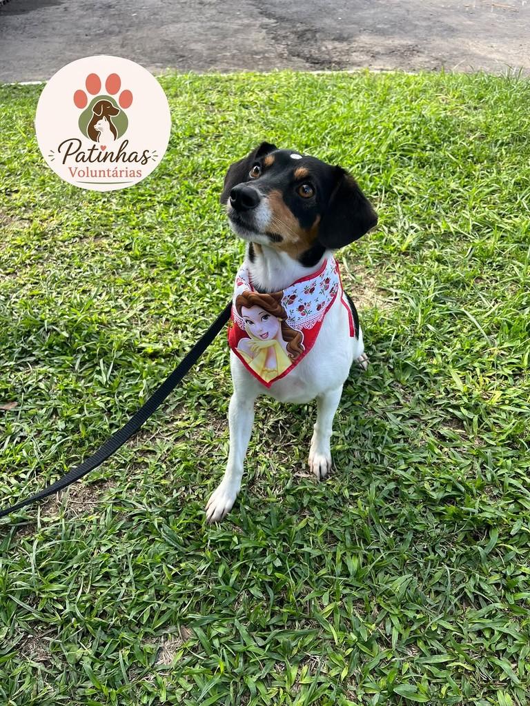 Milly, cadela de porte pequeno para adoção em Resende - RJ — foto 2 de 3