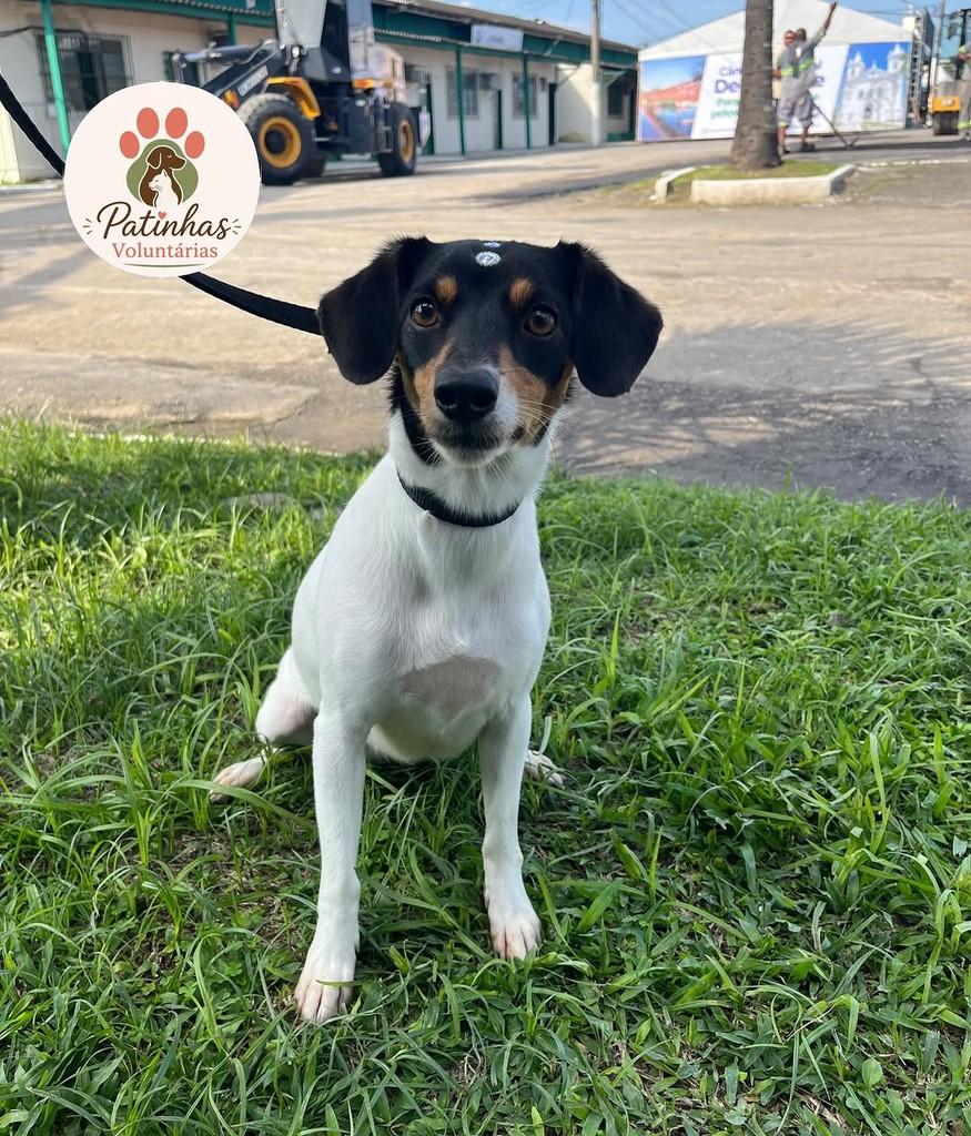 Milly, cadela de porte pequeno para adoção em Resende - RJ — foto 3 de 3
